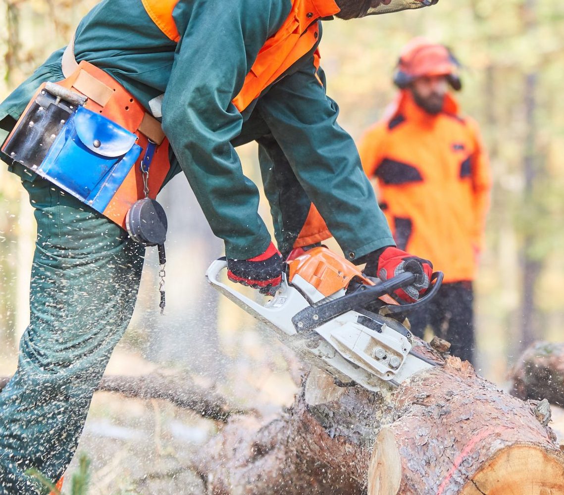 Group lumberjack in the forest saws logs to firewood with chainsaw